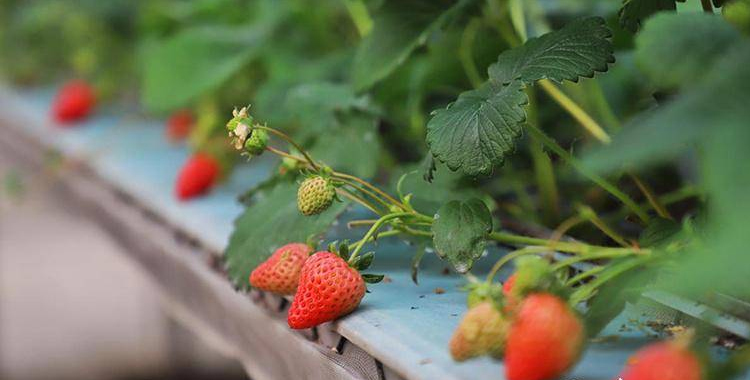“助农长丰 ‘邮’你更‘莓’好”——2023年邮乐农品首场溯源直播在安徽长丰开播 