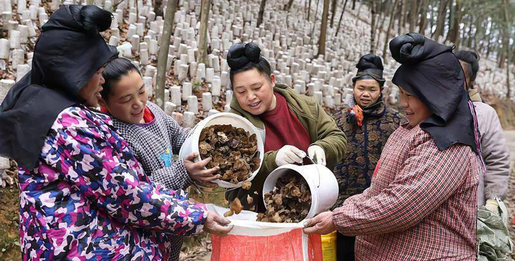 贵州剑河：木耳产业喜丰收 促农增收添活力