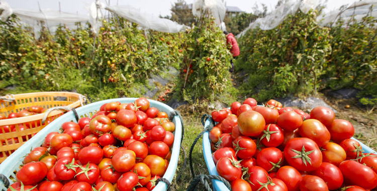 【春日里的中国】福建福州：西红柿订单农业迎丰收