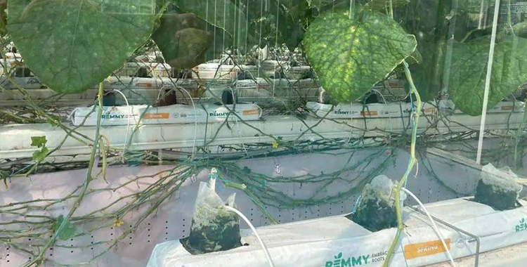 用 AI 种菜的农业科学家们，试图发起一场产业革命 