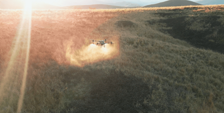 大疆农业无人机助力澳洲牧场精准除草，降本51%，兼顾环境保护