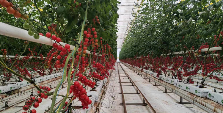 “植物工厂”构建现代农业，新疆实现全季节供应鲜果番茄 