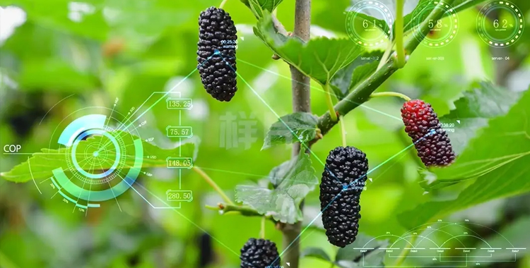 “智慧耕耘”——AI技术在农业领域的革新应用与影响深度探讨