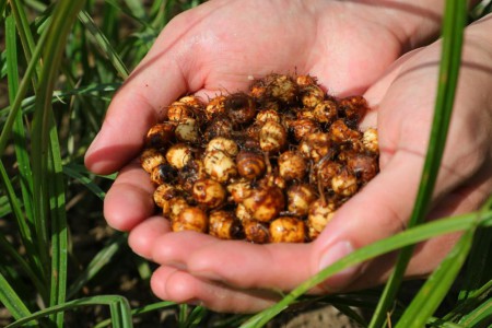 扎根、奉献、远行，一颗“全能豆”的新征程 