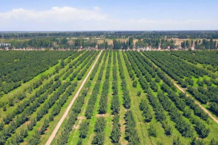 出昆仑、闯湾区，一颗“紫玉圣果”的突围记 