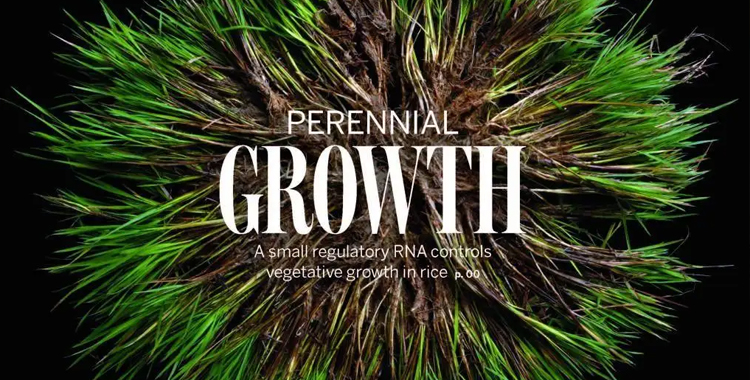 未来收水稻会像采果子？中国科学家破解水稻“多年生”关键