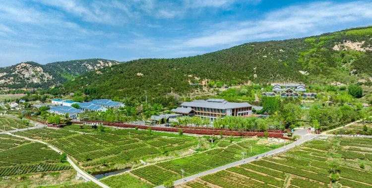 山海相约・一叶成链｜山东港口日照港以茶旅融合赋能乡村振兴 